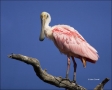 Florida;Southeast-USA;Roseate-Spoonbill;Ajaia-ajaja;one-animal;close-up;color-im